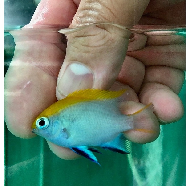 ikan hias laut betok dasi biru / bluefin damselfish