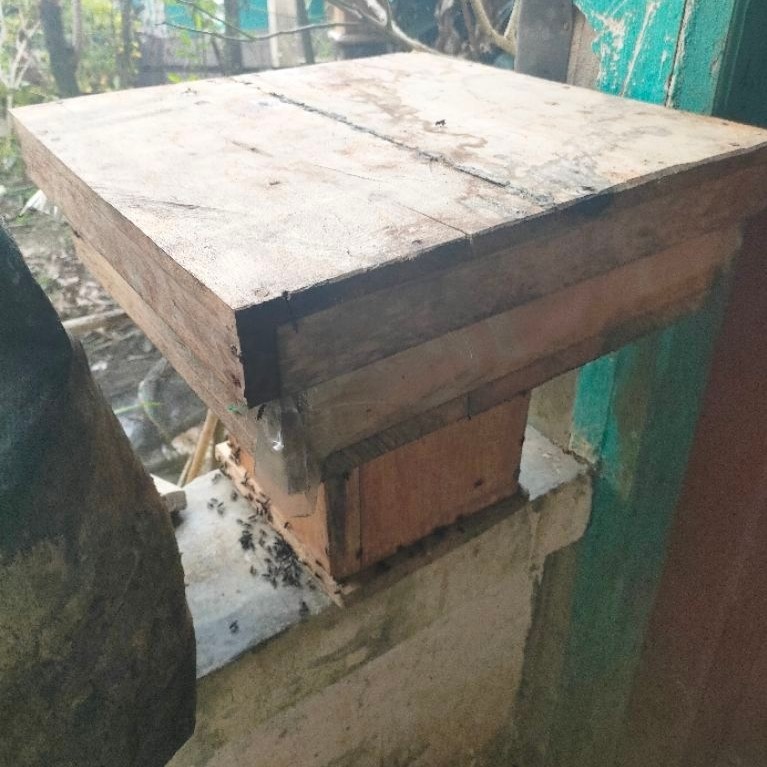 koloni lebah trigona