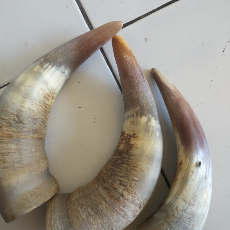 tanduk sapi padatan ( 17,cm18,cm ) 1 pcs gagang  golok