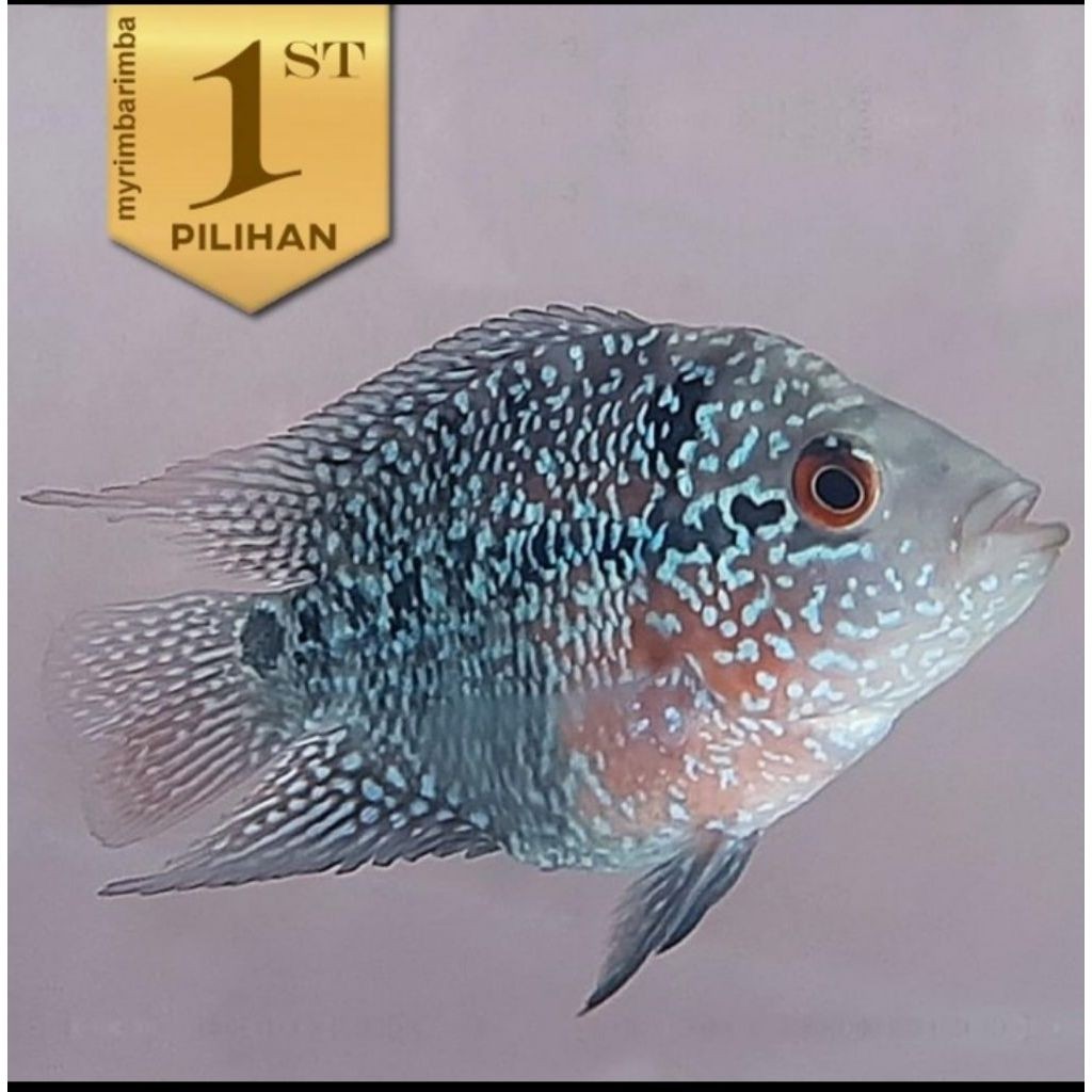 Louhan Bonsai SRD Ikan Hias Predator Hiasan Aquarium Aquascape Tanaman