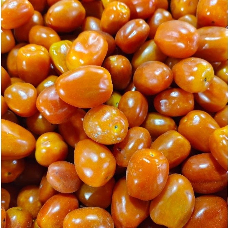 Tomat cherry / tomat Kecil segar