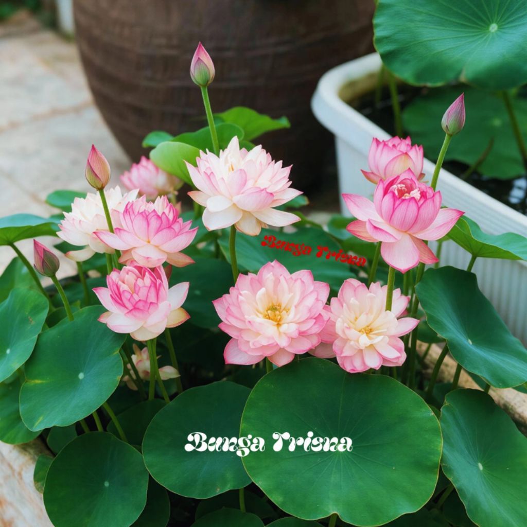 TANAMAN AIR LOTUS BUNGA PINK / BUNGA LOTUS