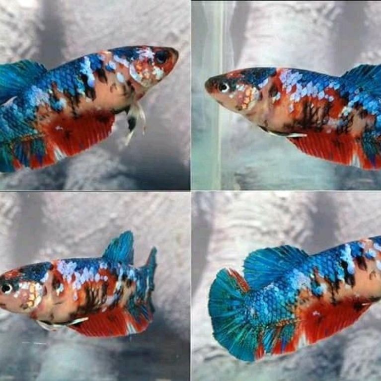 Ikan Cupang Betina Multicolor - Hiasan Aquarium Elegan