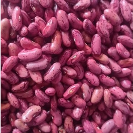 kacang merah kering