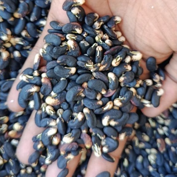 300 Biji Bibit Kacang Panjang Unggul Katrina Tahan Virus Gemini
