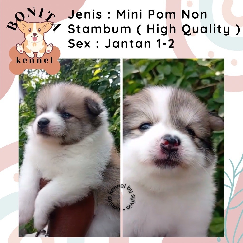 Mini Pom Jantan Betina Particolor Sable Anak Anjing Minipom Mini Pomeranian