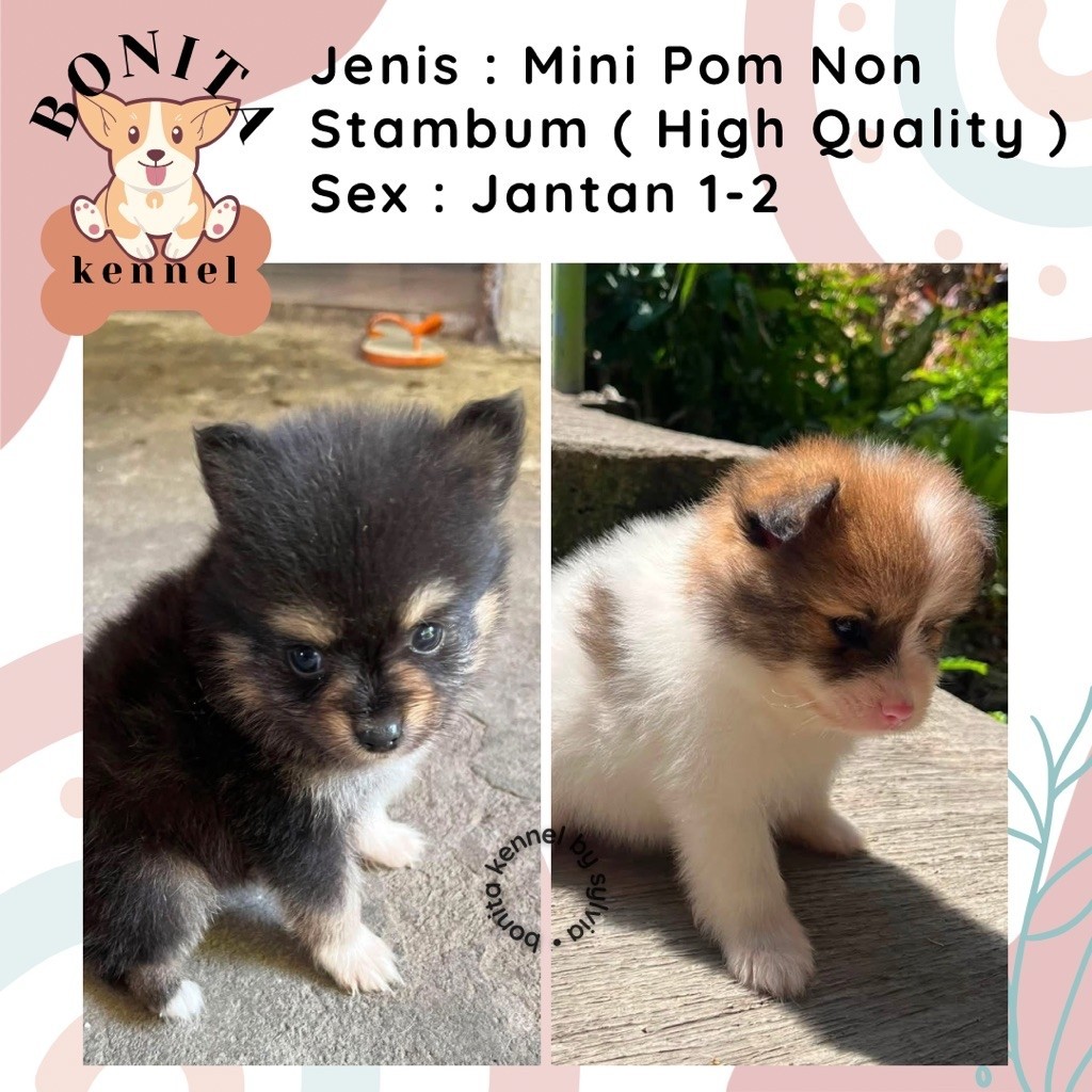 Mini Pomeranian Non Stambum MiniPom Anakan Anjing Mini Pom Jantan Mini Pom Snow White