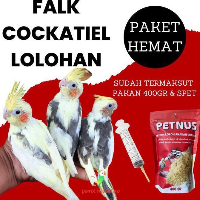 PAKET HEMAT BABY LOLOHAN PARKIT AUSTRALIA FALK COCKATIEL ANAKAN