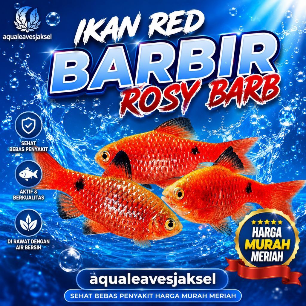 ikan rosy barb red barbir longfin