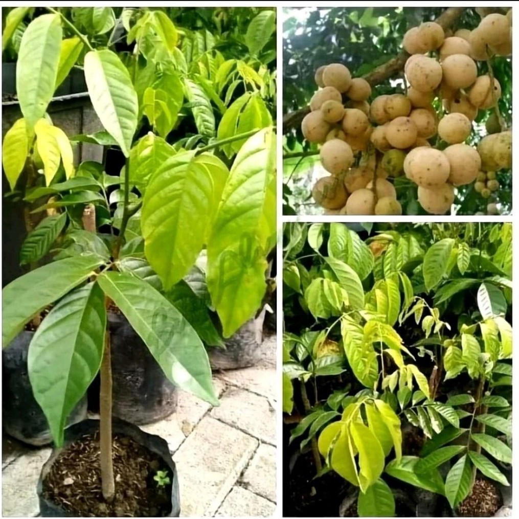 Bibit Tanaman Duku Palembang Tanpa Biji, Cepat Berbuah