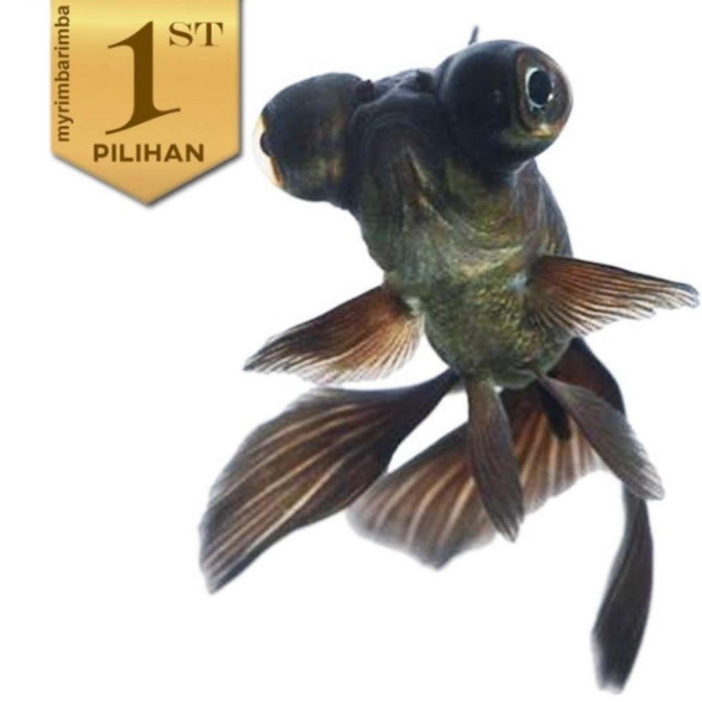 Paket Koloni (isi 10) Ikan Hias Mas Koki Buldog Hitam Hiasan Aquarium Tanaman Air