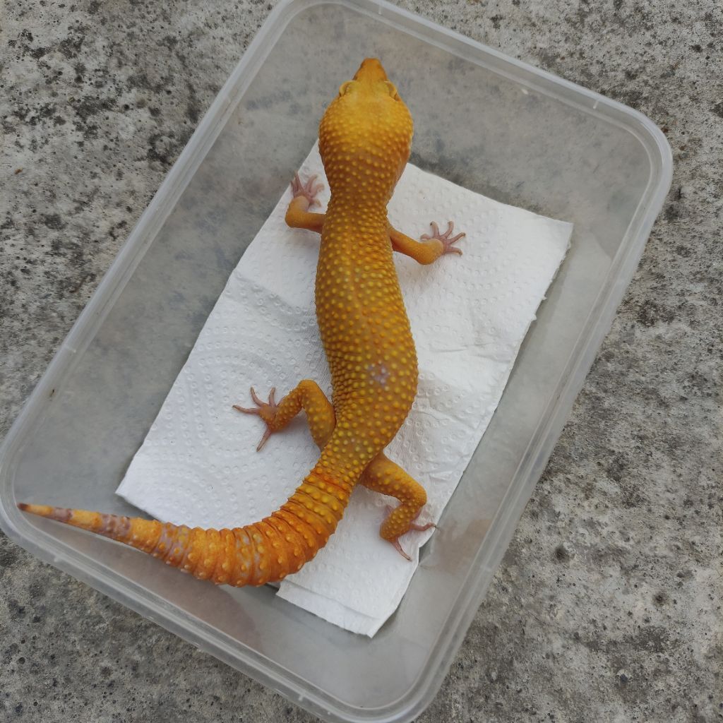 MAINAN ANAK GECKO DEWASA SUNGLOW_MALE