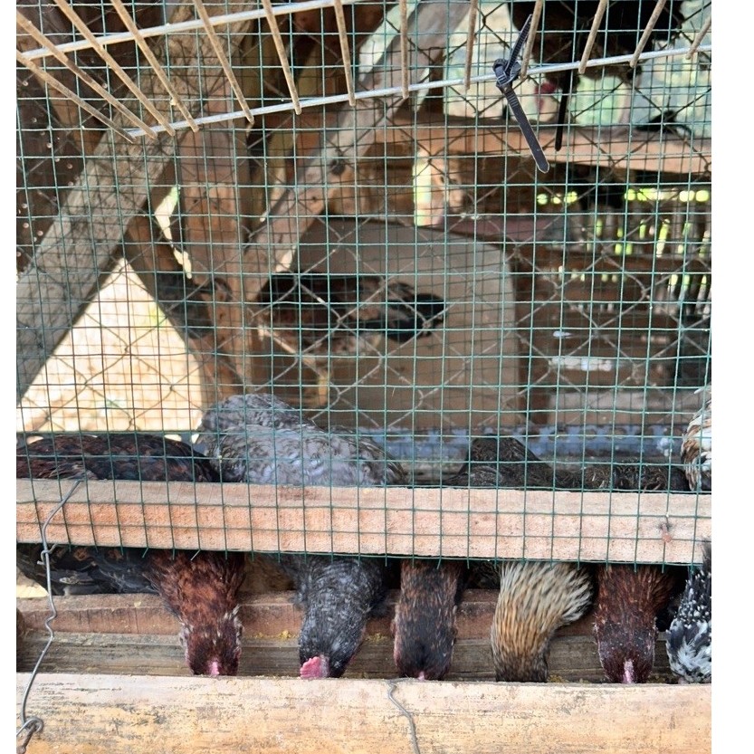 Ayam KUB 2 Usia 3 Bulan Untuk Calon Indukan