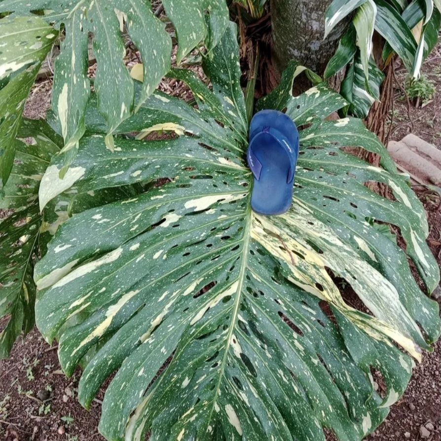 monstera thai constallation