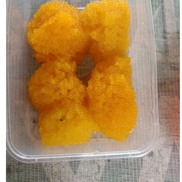 telur sapu sapu jely murni,untuk umpan galatama lele
