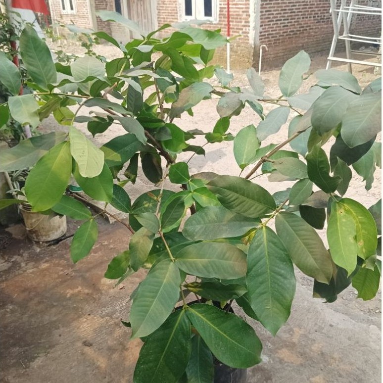 tabulampot jambu salju planterbag indukan