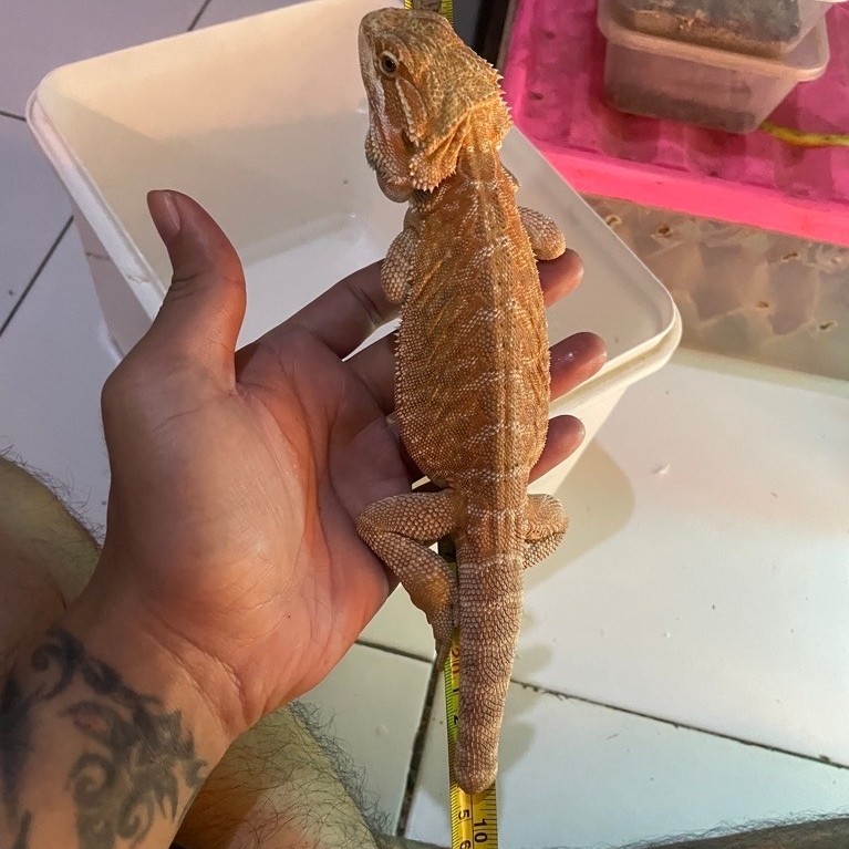Bearded Dragon