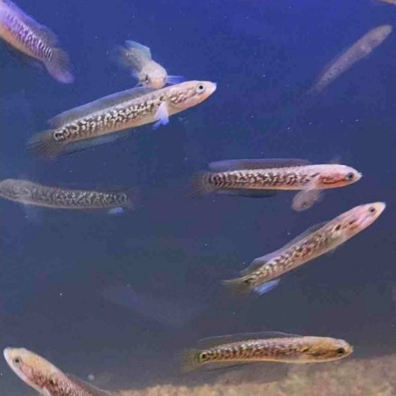 chana asiatica rsp kalimaya 7cm