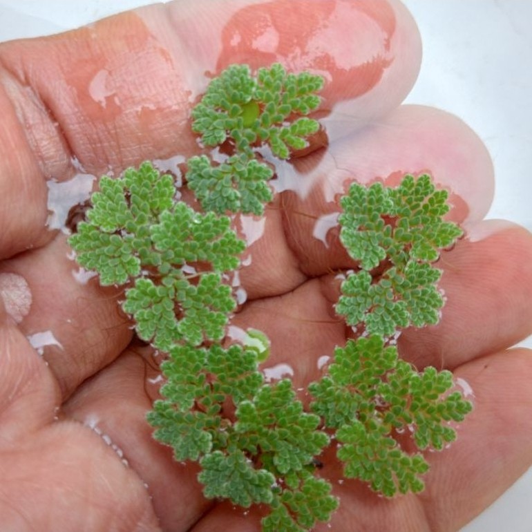 bibit azolla , tanaman air azolla