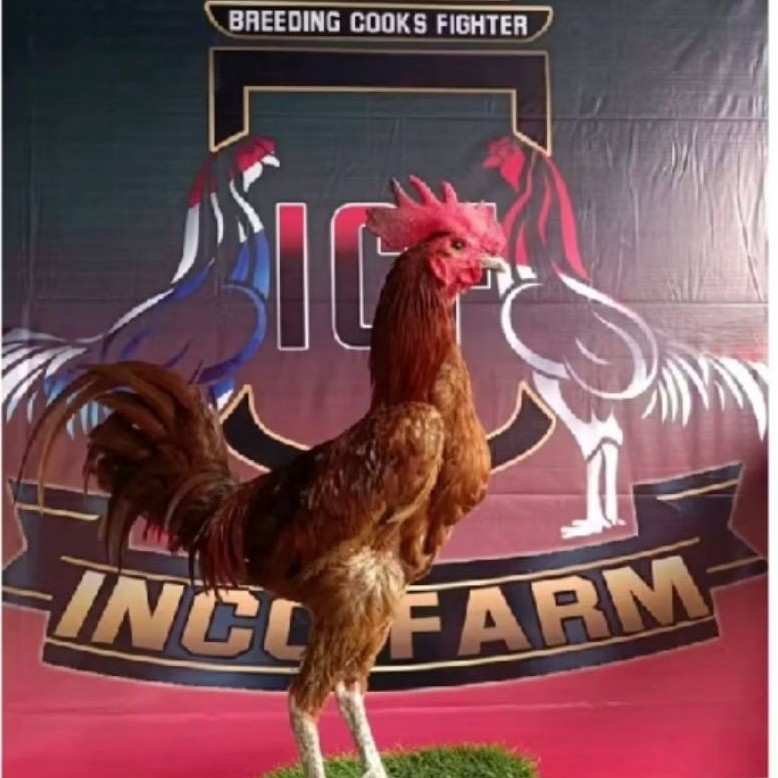Telur Ayam Pelung indukan sehat, Untuk Ditetaskan (Fertil)