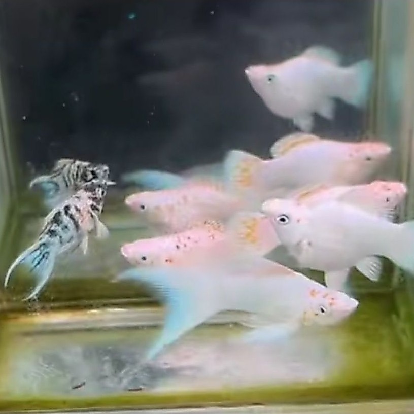 Molly Sakura albino & Rontail sesuai foto