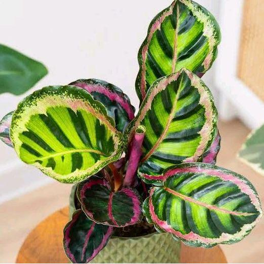 Tanaman Hias Calathea Angela - Calathea Angela Original