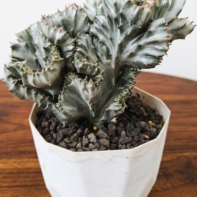 Tanaman Hias Euphorbia Lactea silver cristata jumbo
