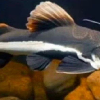 RTC CATFISH -+16CM  PER EKOR