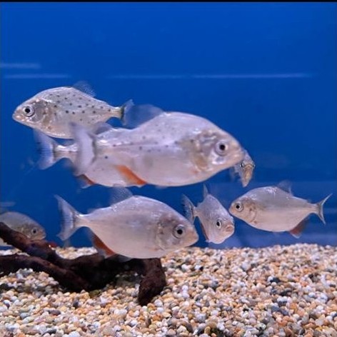 pernak pernik hiasan piranha rbp