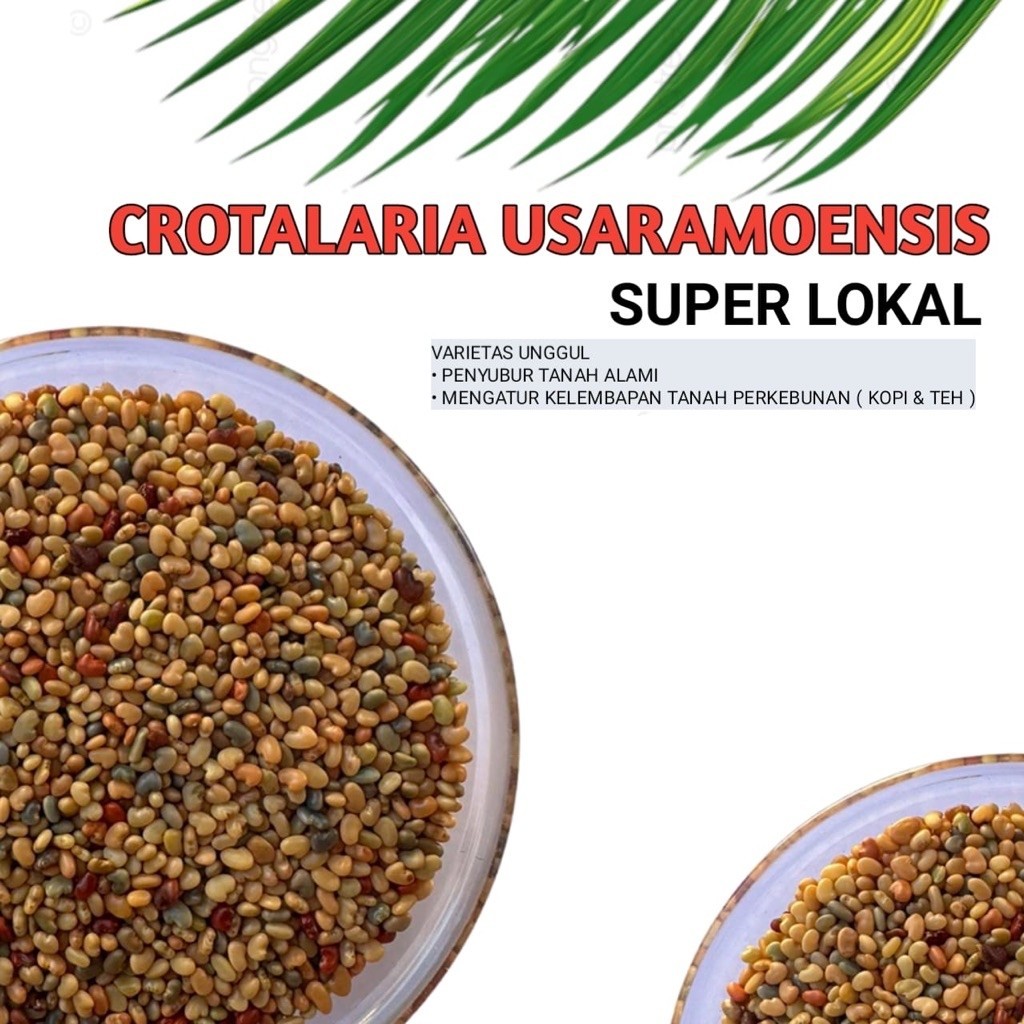 Benih Orok Orok crotalaria usaramoensis 250gr