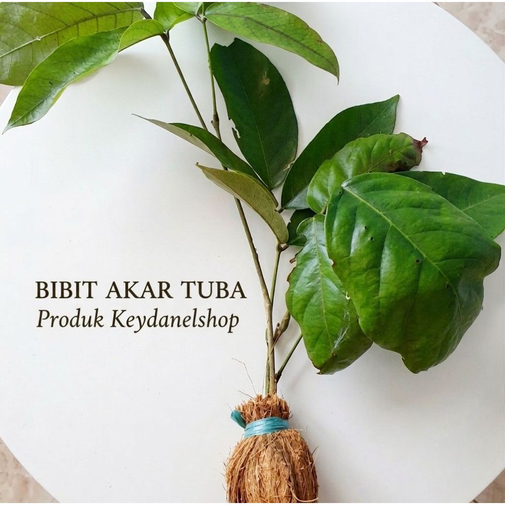 bibit akar tuba bibit tuba super siap tanam perbibit