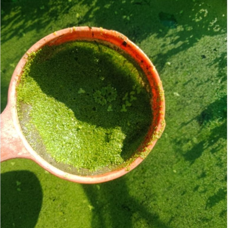 Wolffia bibit dengan green water 1 kg