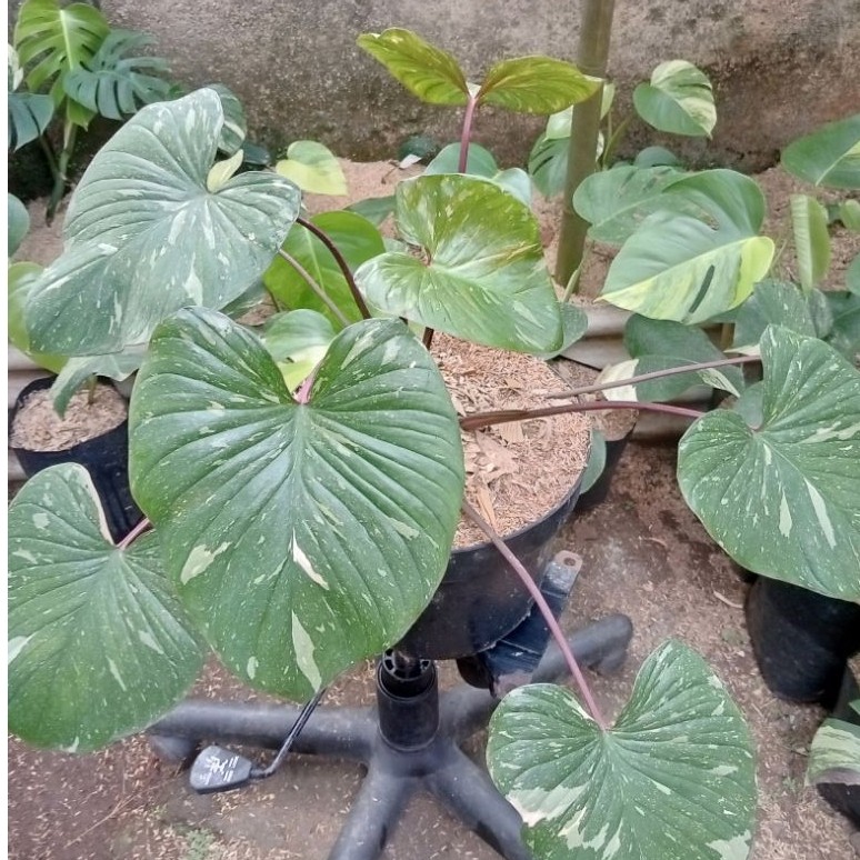 homalomena varigata