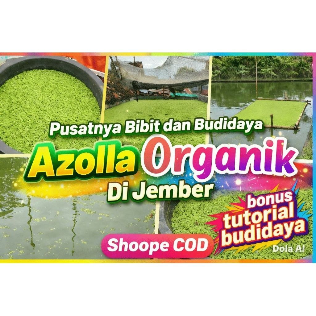 PROMO Bibit Azola 5kg Super Cepat Tumbuh Hemat
