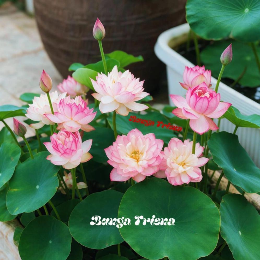 TANAMAN AIR LOTUS BUNGA PINK / BUNGA LOTUS
