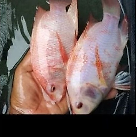 Paket Calon Indukan Nila Merah Bangkok