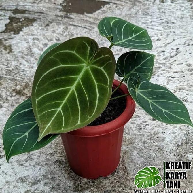 Bestprice- anthurium hoffmanii - anthurium hoffmanii hybird
