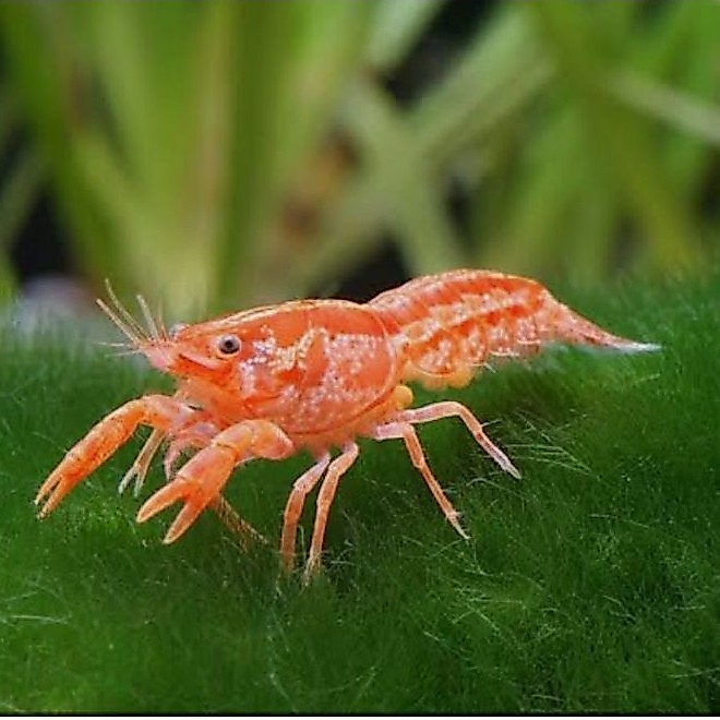 HIASAN AQUARIUM/AQUASCAPE MODEL UDANG MEXICO , MINIPOUND DLL