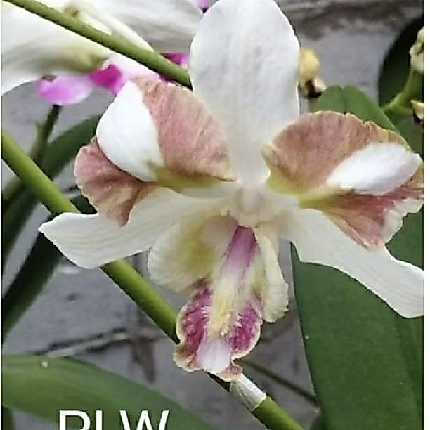 dendrobium id PLW / palawa