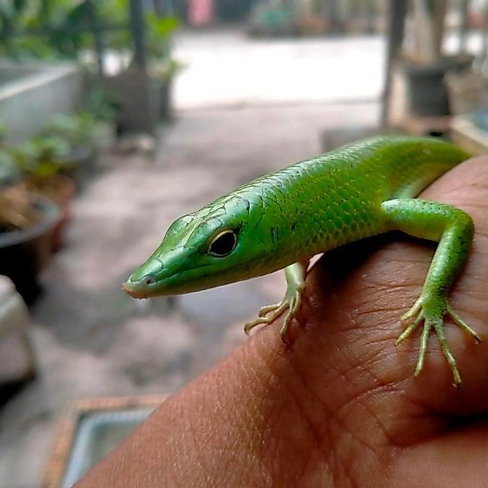 NEW Ready emerald tree skink kadal pohon jamrud