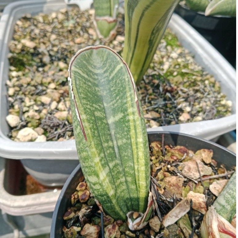 Sansevieria sinus zimbabwe variegata / tanaman lidah mertua zimbabwe