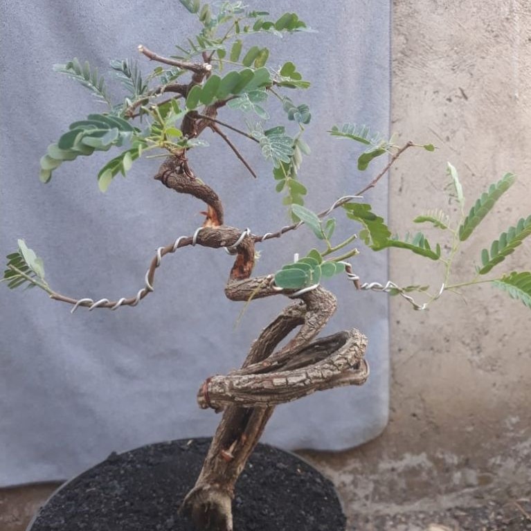 Bahan Bonsai Asem Jawa Meliuk 3 Sesuai Foto