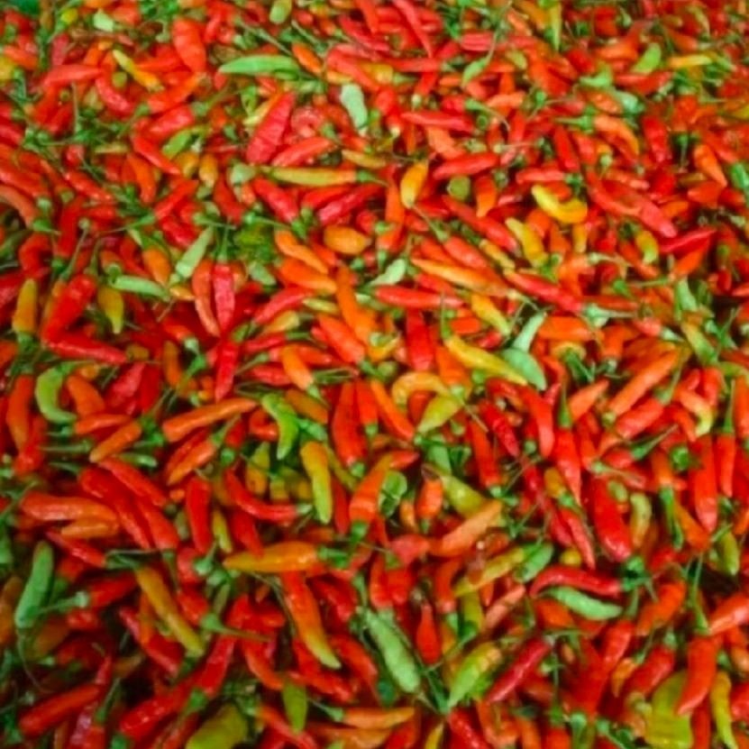 Cabe tiung Rawit pedas