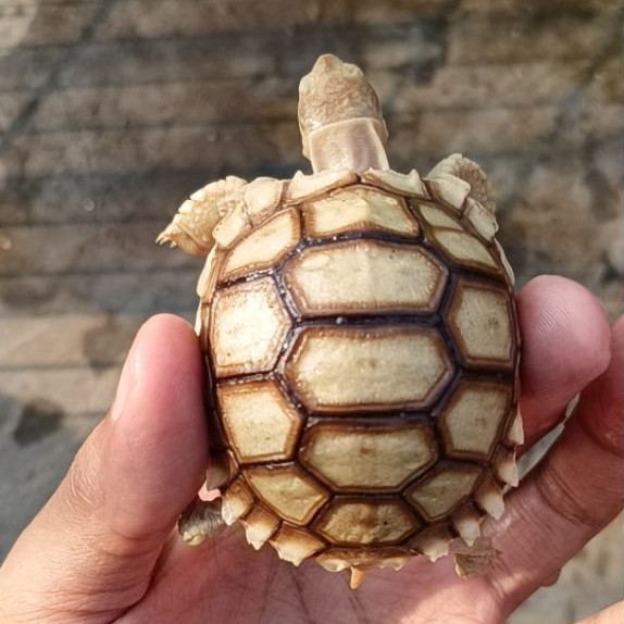Sulcata 6cm Normal Cerah