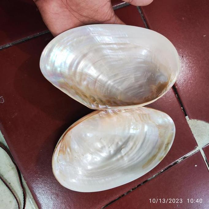 monggo] piring kerang kupang