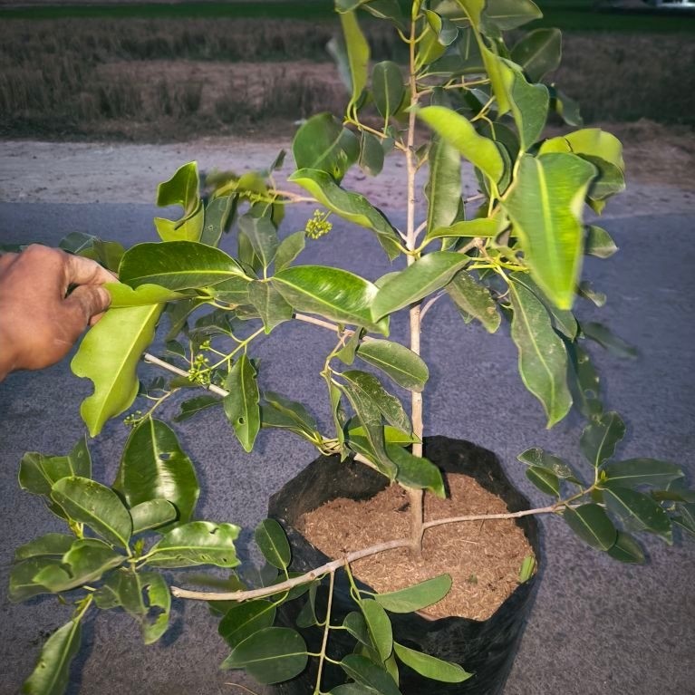 bonsai Duwet/Jamblang putih berbunga rimbun (full media)