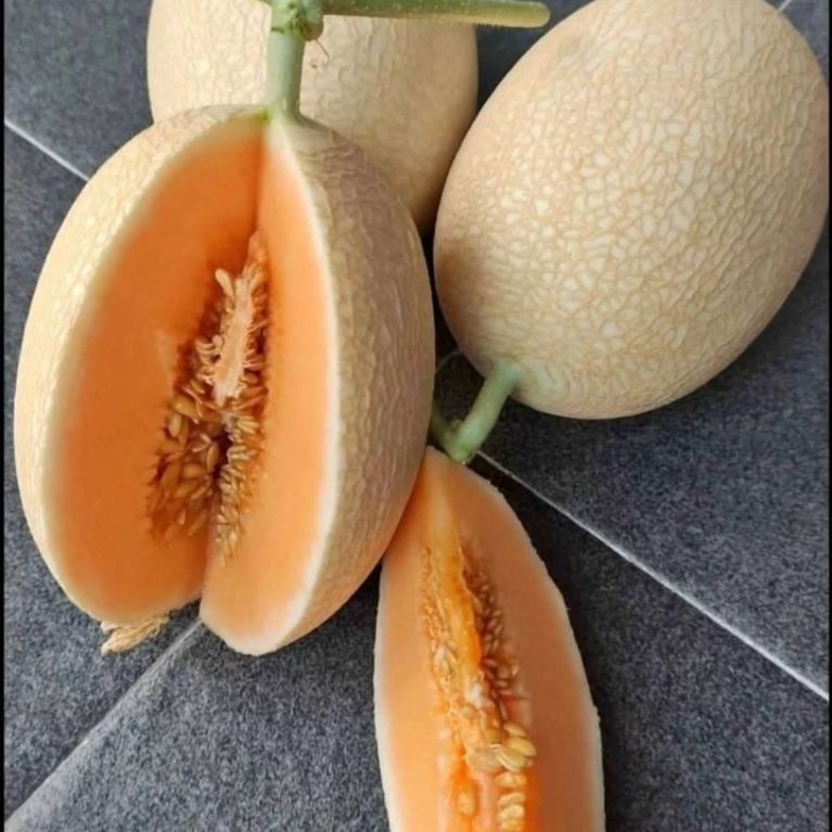 Melon swet Net Premium salah Satu Jenis Melon Hidroponik yg super manis  seperti Gula Tekstur juga G