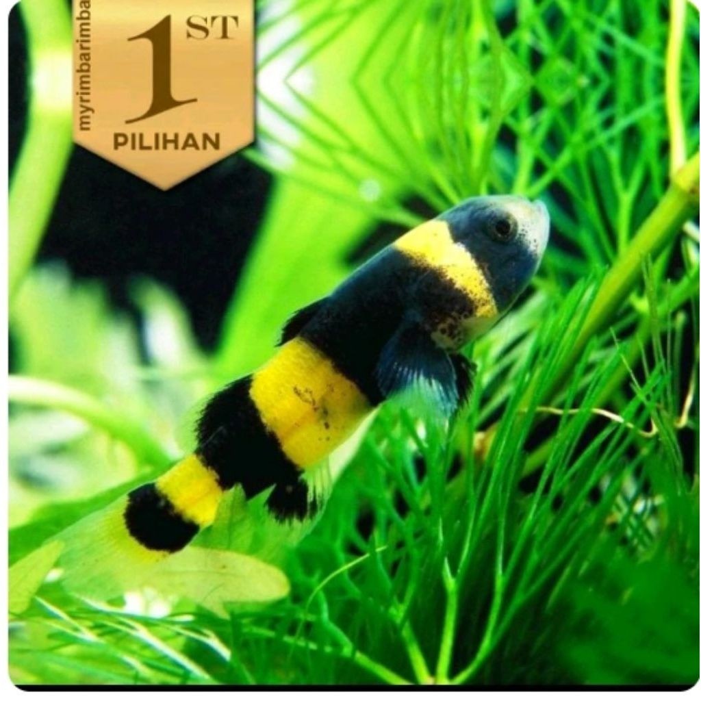 Mini Goby Bumblebee Ikan Hias Aquascape HIasan Aquarium Micro Tank