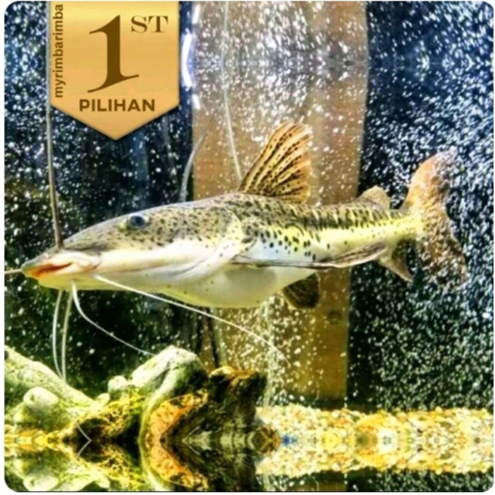 Leopard Catfish Ikan Hias Predator Hiasan Aquarium Tanaman Aquascape