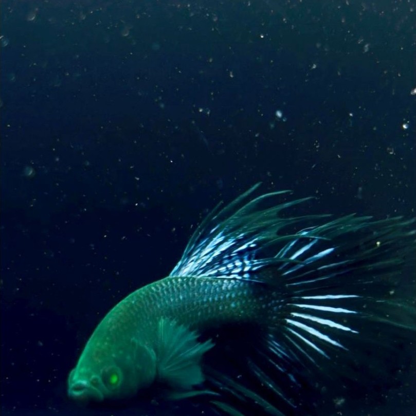 ikan cupang CT hulk mata hijau